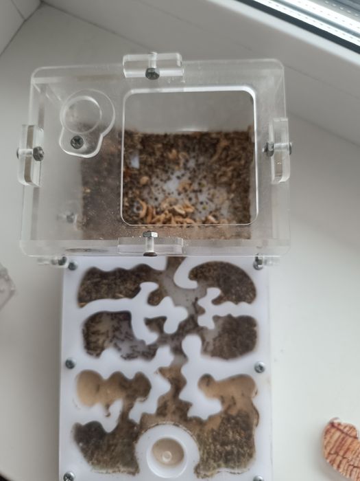 Продам муравьиную ферму