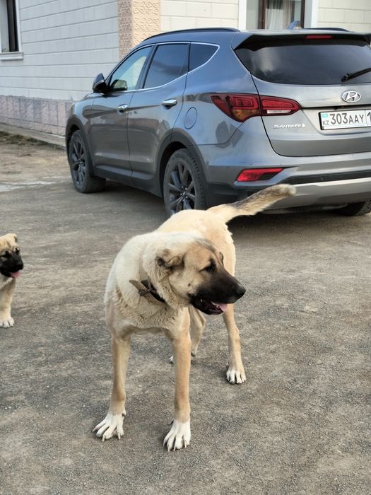 Алабай,қаншық 2 жас