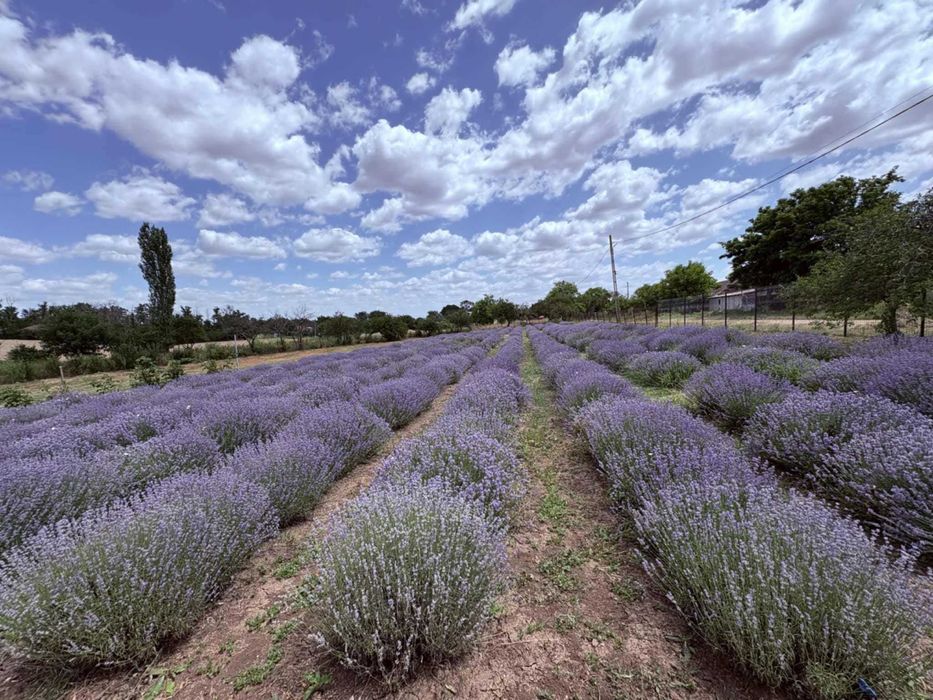 Ulei de lavanda natural (100ml)