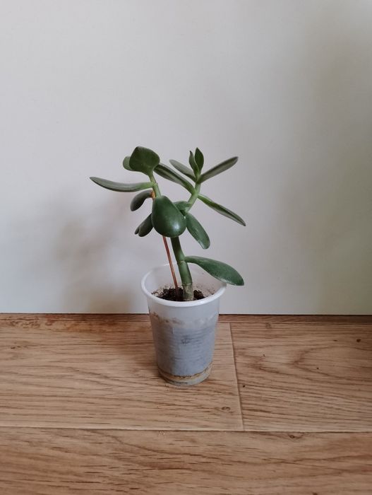 Денежное дерево, толстянка