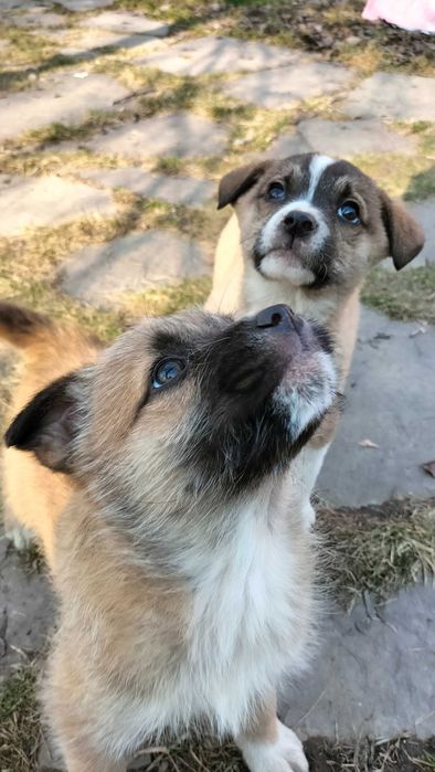 Щенки  бесплатно