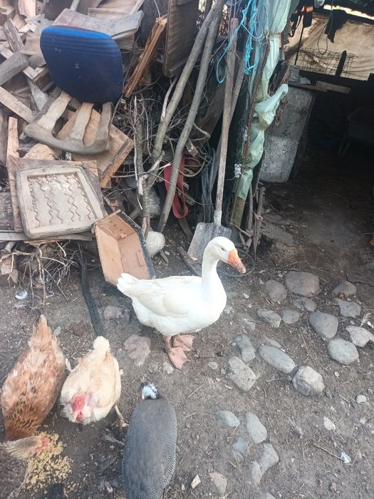 Vând gâste de culoare alb