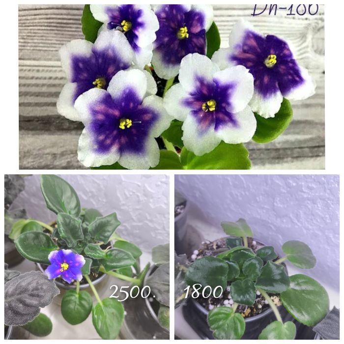 Фиалки сортовые взрослые