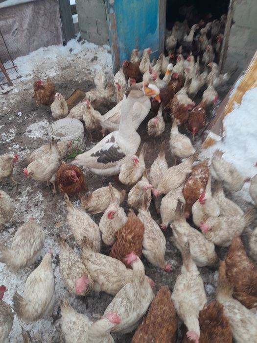 Продам кусочек несушек