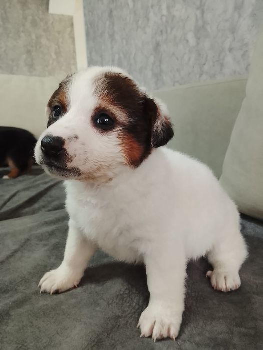 Щенятки Дворянины малышня