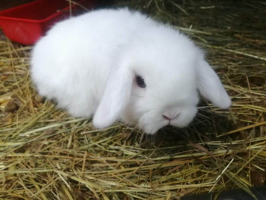 Iepuri berbec germán pitic