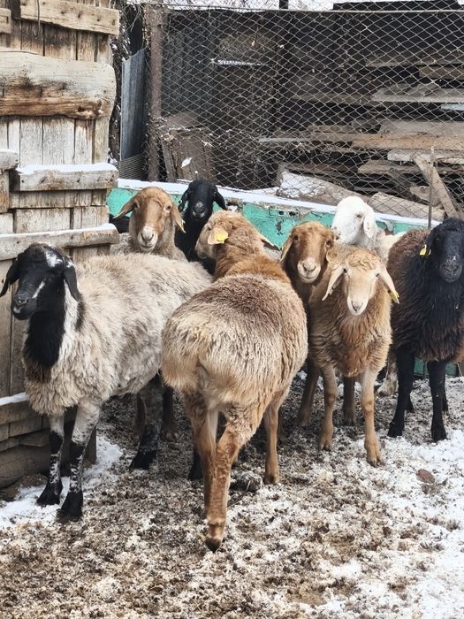 Продаю домашних баранов