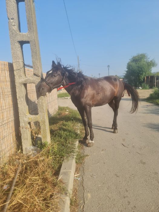 Vând iapa foarte cuminte