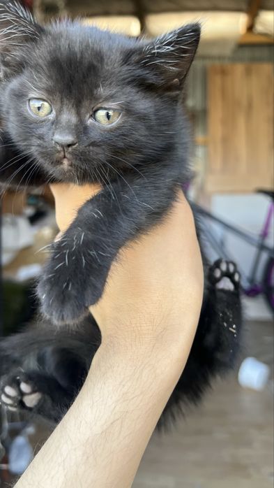 Одтам котёнка в добрые руки