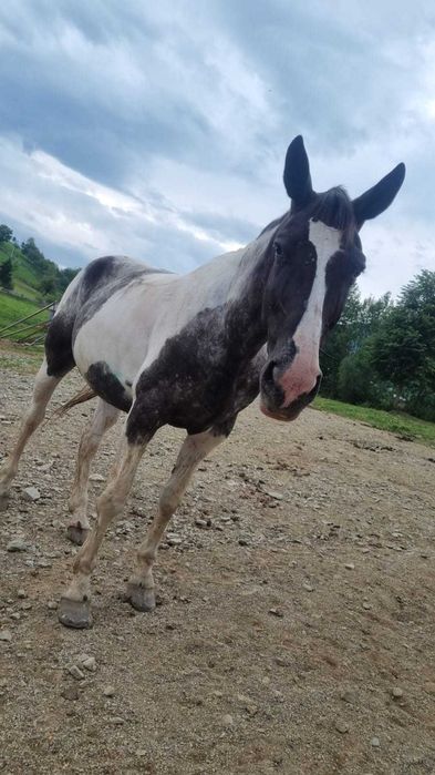 Iapa de calarie Apalusa din Olanda