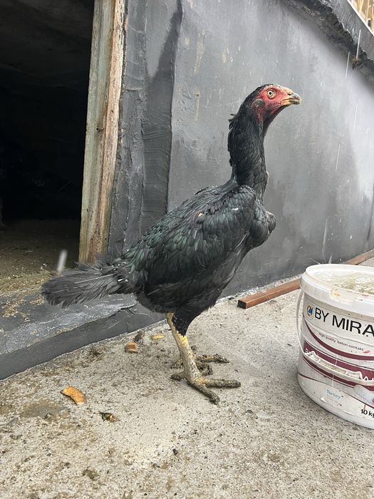 sotiladi namangan uychi