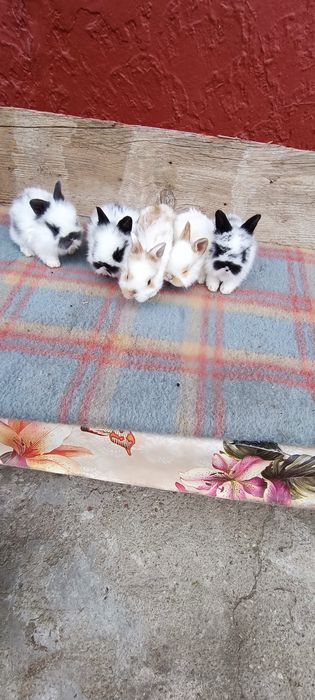 Iepuri mini cap de leu pitic