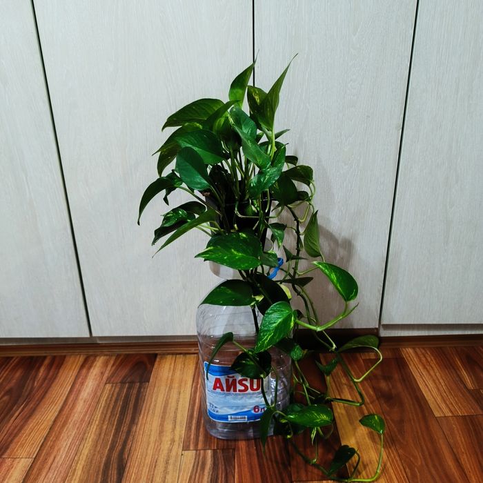 Комнатные растения -Эпипремнум