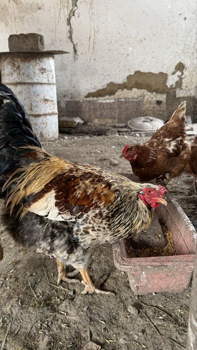 Молодые петушки , отлично топчат кур