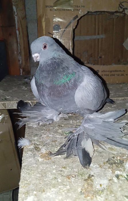 Голуби животные птицы