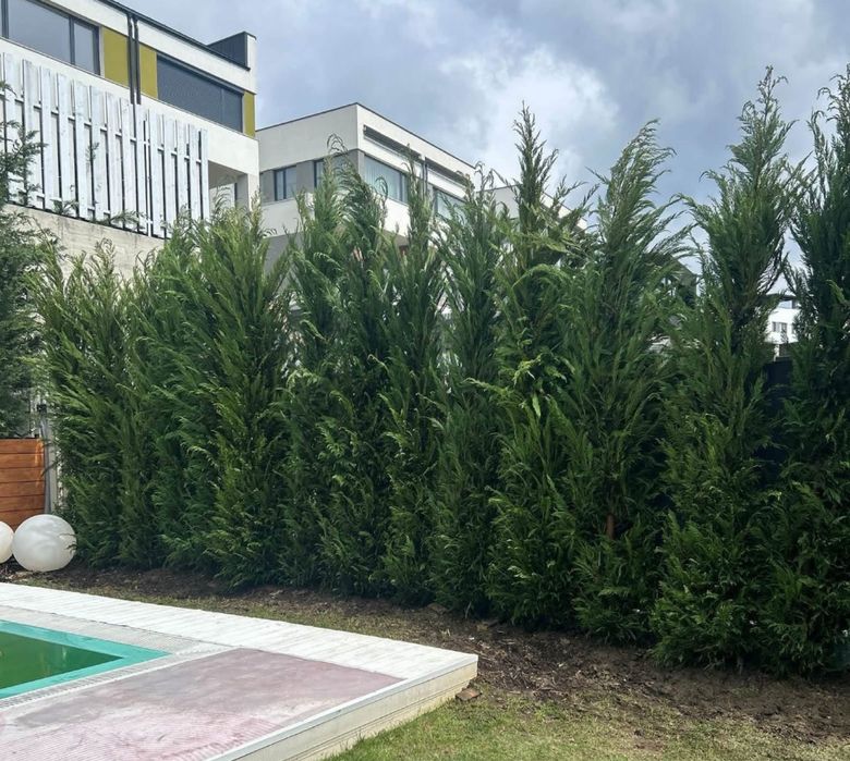 Chiparos leylandii pana la 5 metri crescuti in ghiveci ofer garantie