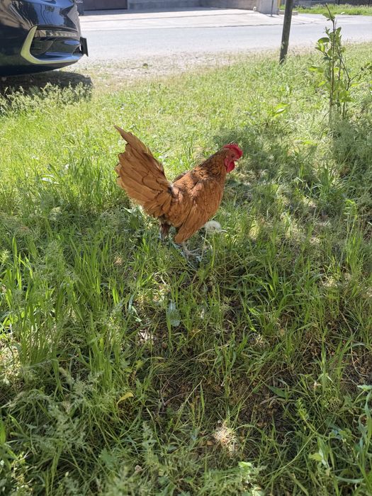 Сибраит золота  петух