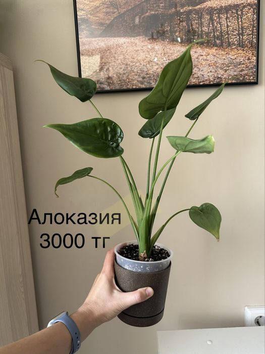 Комнатные растения