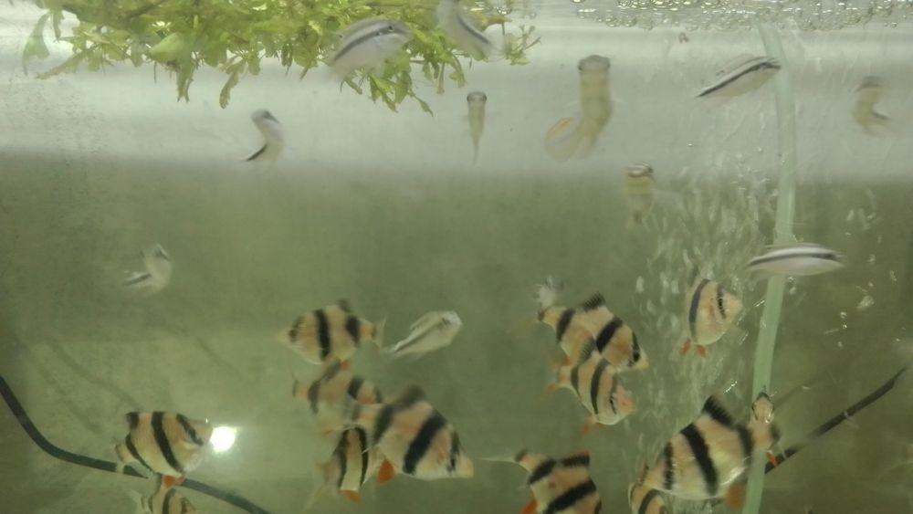 Продам аквариумных рыб