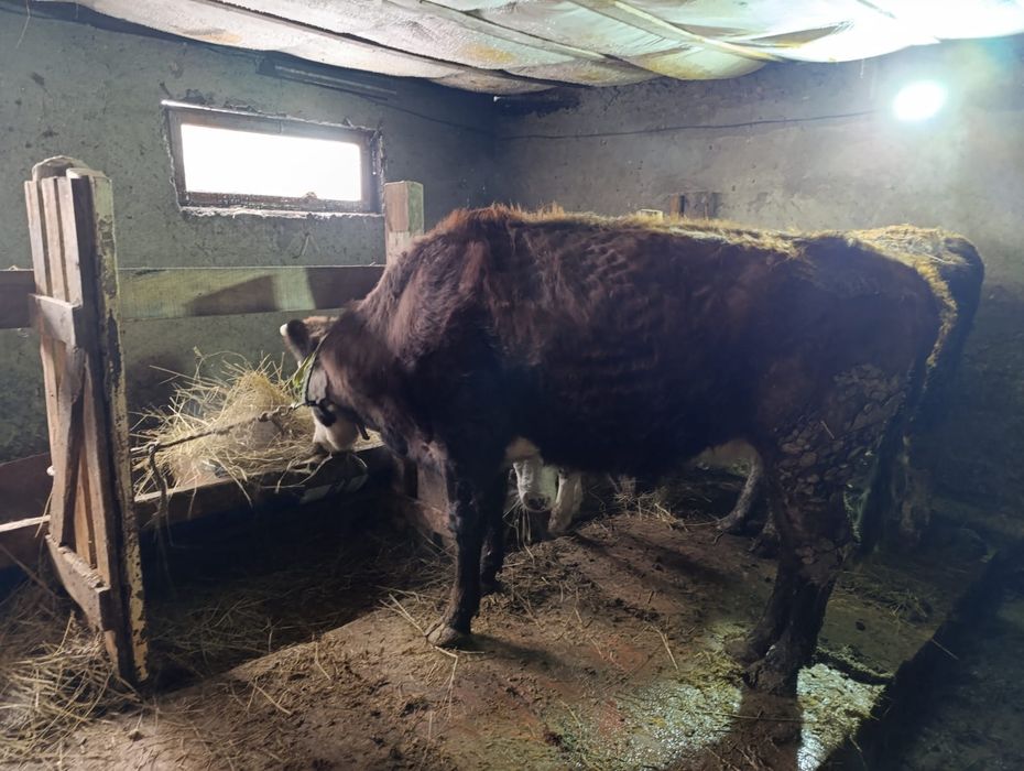 Продам корову !!