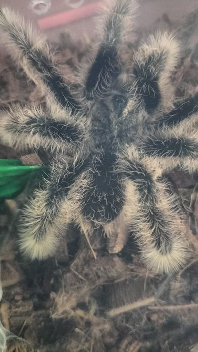 паук птицеед   Альбопилосум