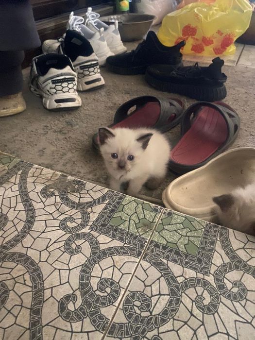 Отдам белых котят в хорошие руки