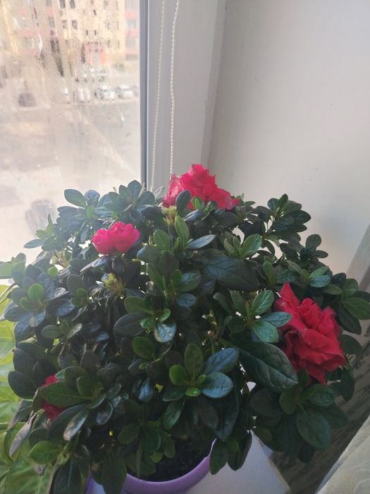 Гүлдер сатылады..