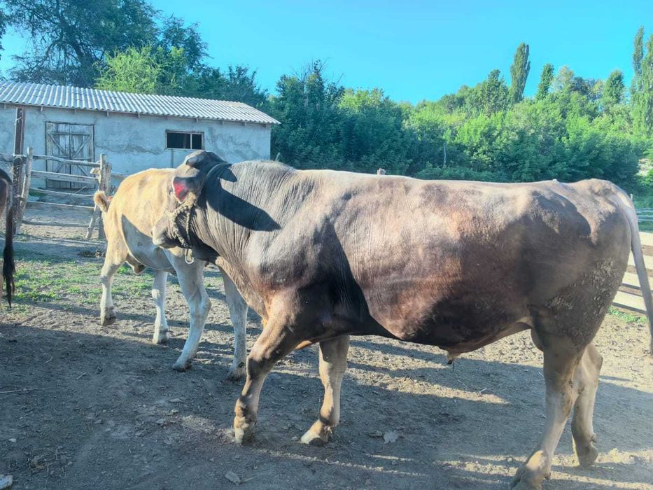 Алатау бұқа сатылады