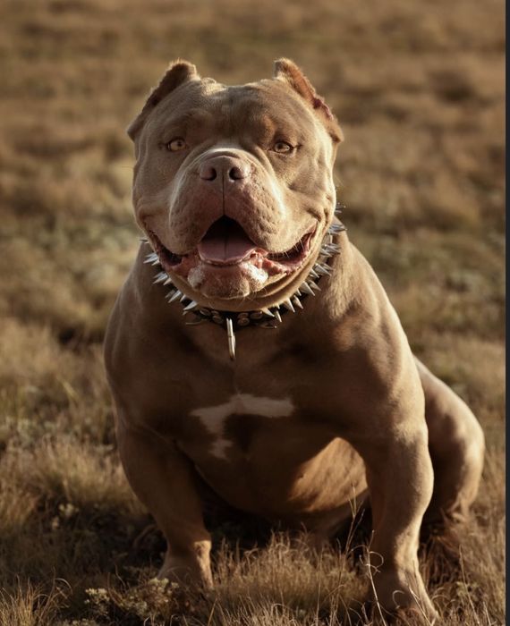 Американский булли для вязки