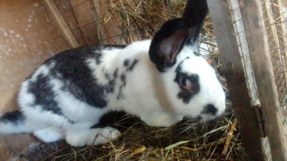 продам кролих. Бишкуль