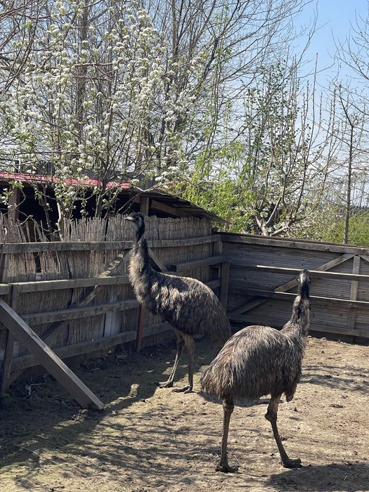 Struti emu Pui si maturi