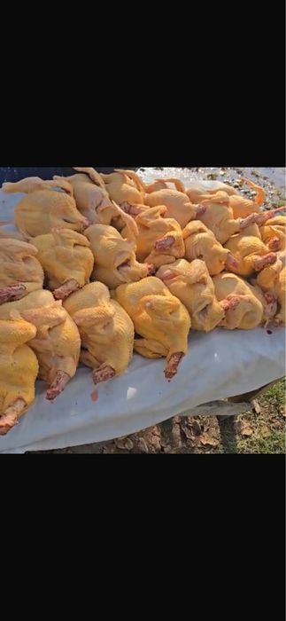 Домашнее куры , утки ,яйца