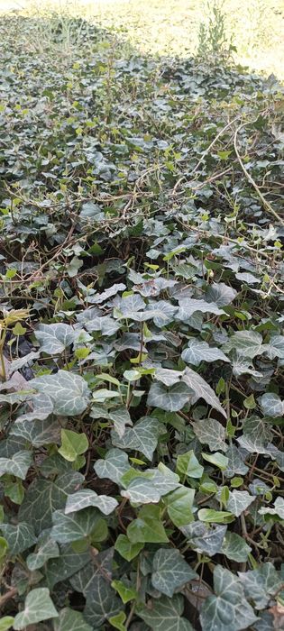 Поюш вечнозелёный