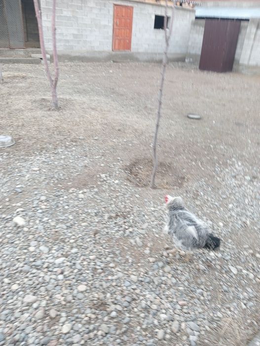 Қораздар былтырғы балапандар