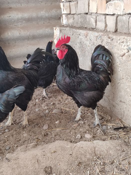 Продаются домашние черные петухи. Кора хонаки хурозлар сотилади