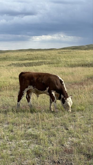 Подсос бұзаулар бычки