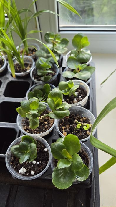 Продам деток растений