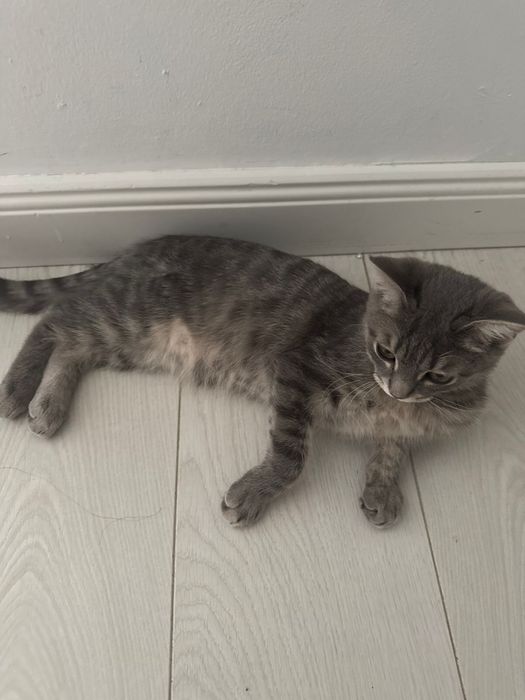 Котенок очень красивый и ласковый