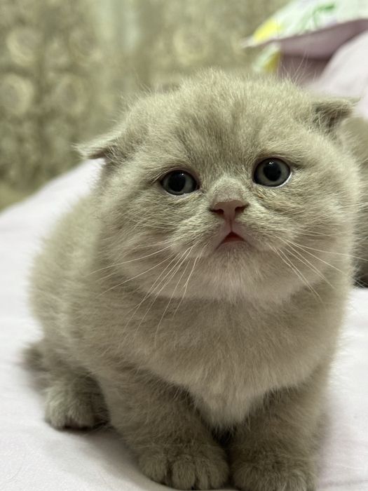 Skotish fold, skotsh strayt  1oylik sotiladi rangi seriy, qiz bola