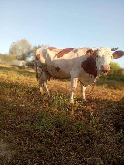 Vand vaca baltata romaneasca