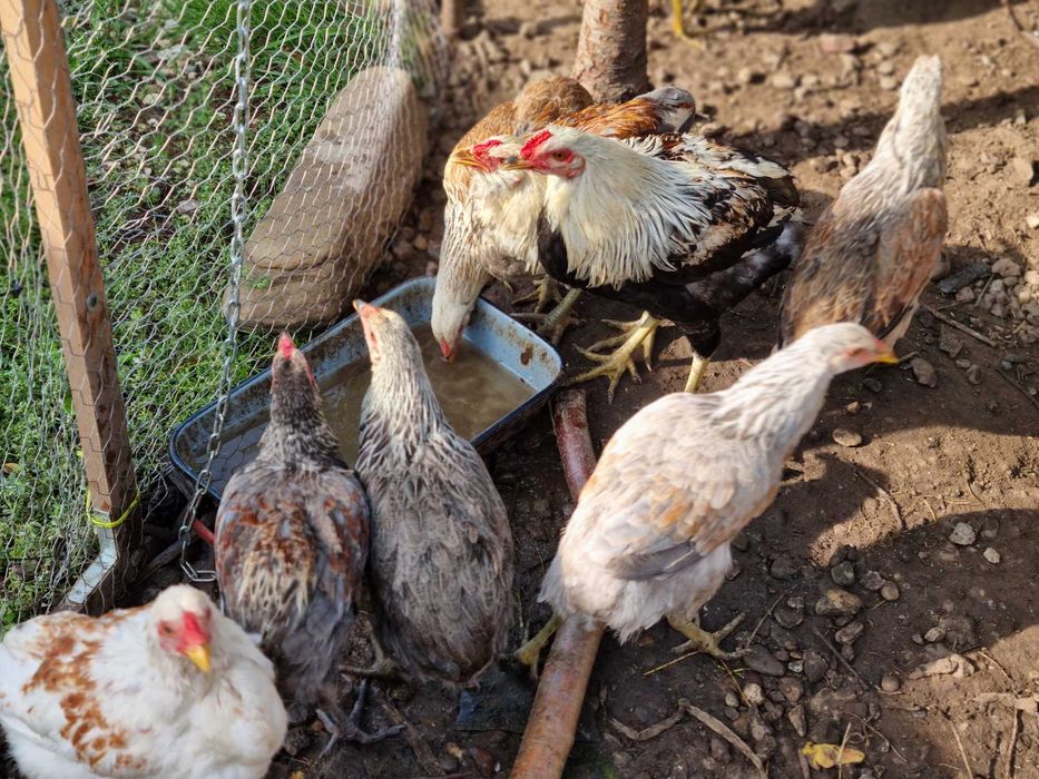 Gaini si Cocosi tineret Araucana de vanzare