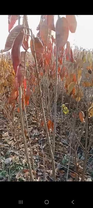 Мевлий дарах кучатлар, 15,000сумдан дехконларидан