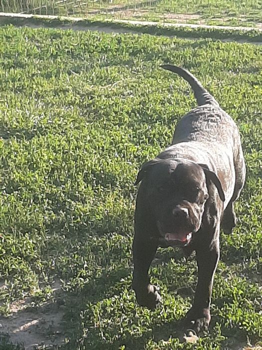 Mascul cane corso negru
