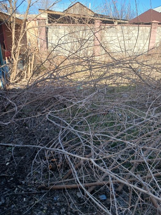 Ағаш бұтақтар көп