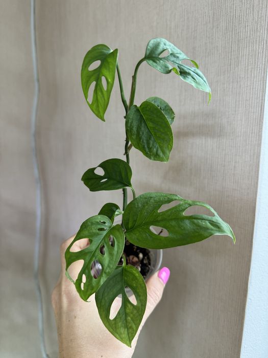 Монстера Желтая Yellow