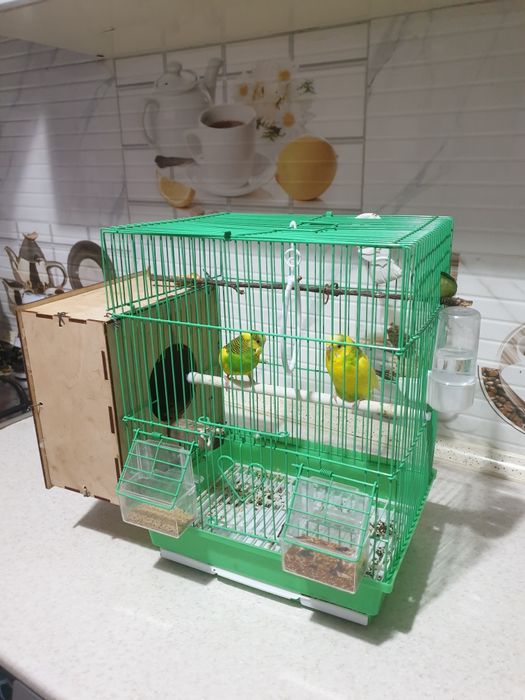 Попугай волнистый