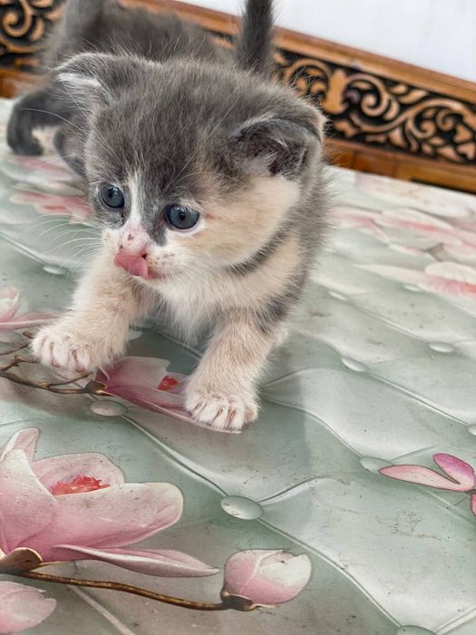 Mushukchalar sotiladi