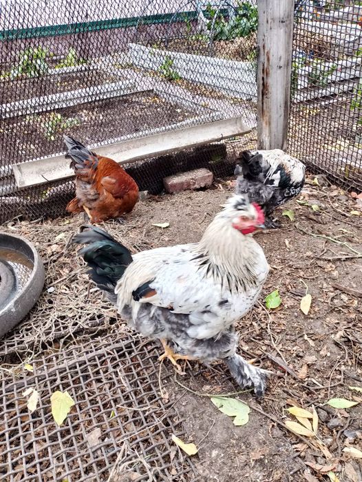 Продам петухов домашних