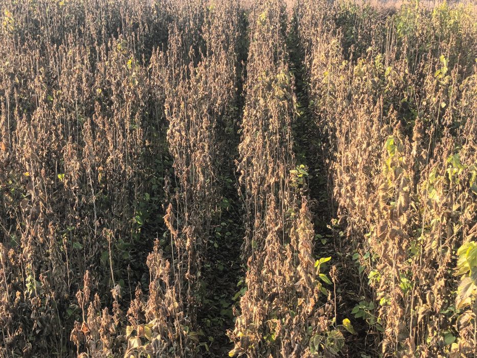 Tut kóchatlari sotiladi