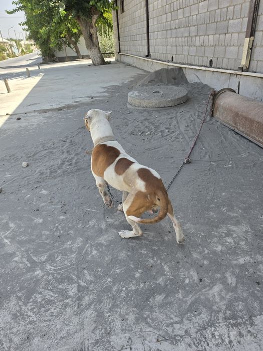Pitbull 1.5 yosh